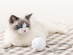 Motorized Cat Teaser Wand